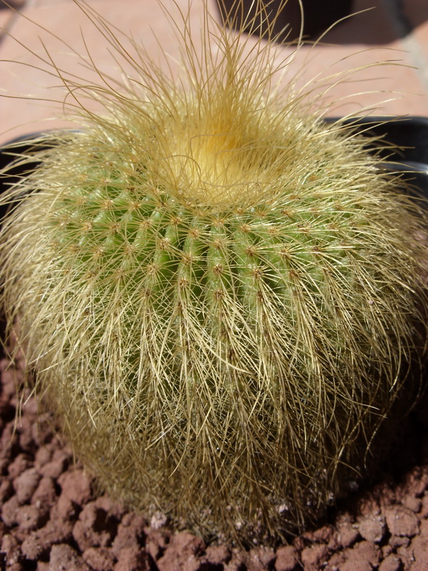 Parodia leninghausii 