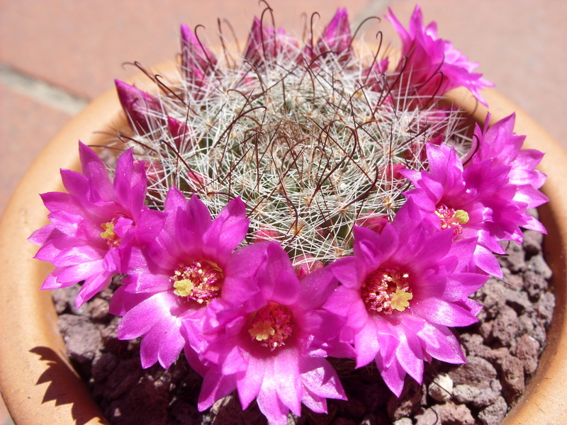 Mammillaria zeilmanniana 