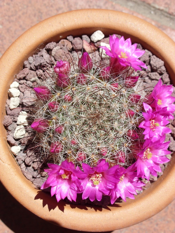 Mammillaria zeilmanniana 