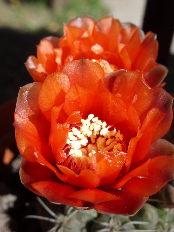 Gymnocalycium baldianum 