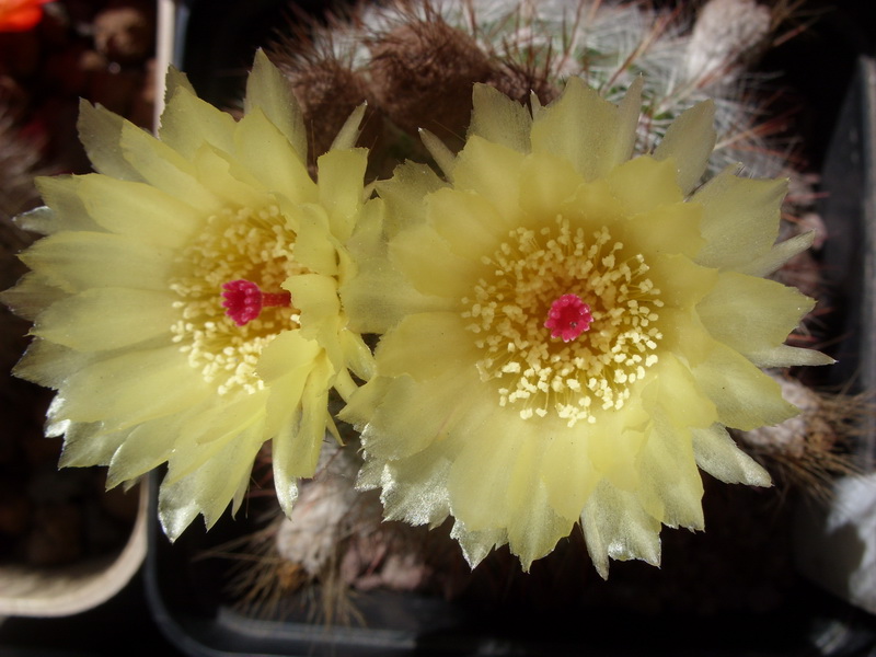 Notocactus scopa 