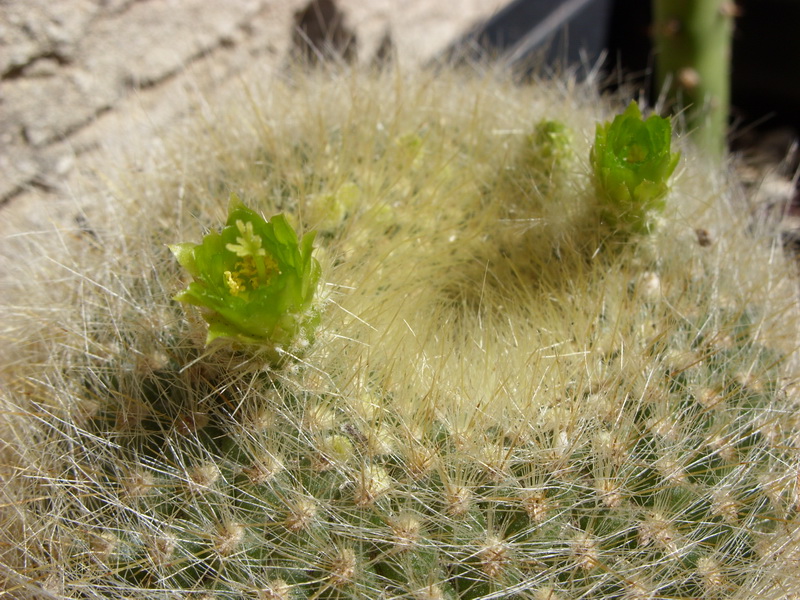 Parodia haselbergii ssp. graessneri 