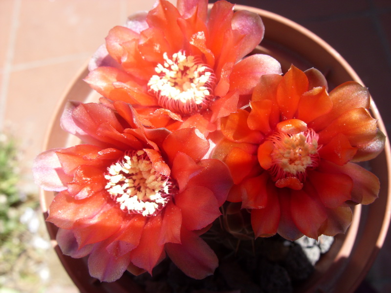 Gymnocalycium baldianum 