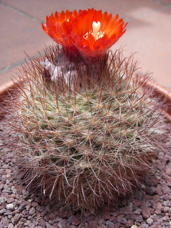 Parodia microsperma 