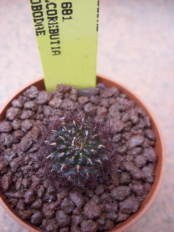 Sulcorebutia swobodae WK 681