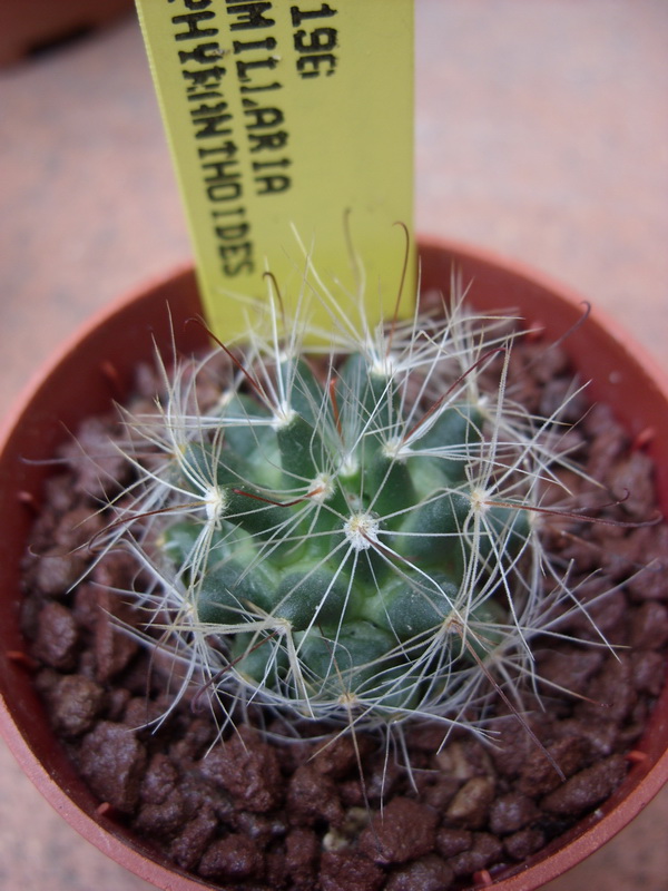 Mammillaria zephyranthoides LAU 1196