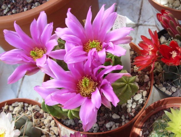 Echinocereus viereckii ssp. morricalii 