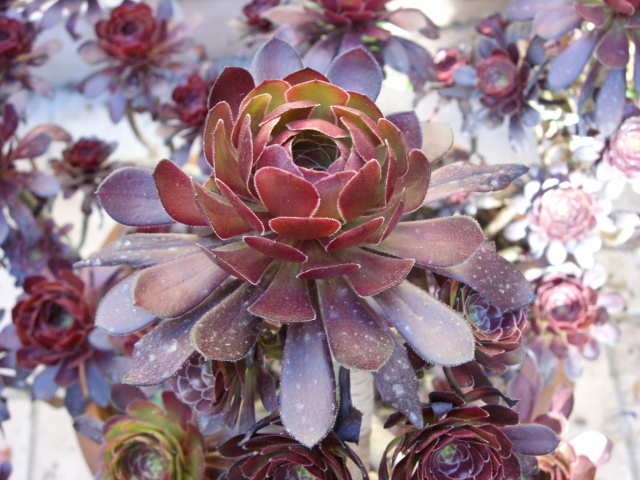Aeonium arboreum v. atropurpureum 