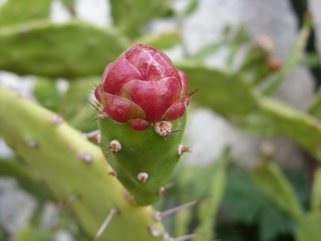 Opuntia monacantha 