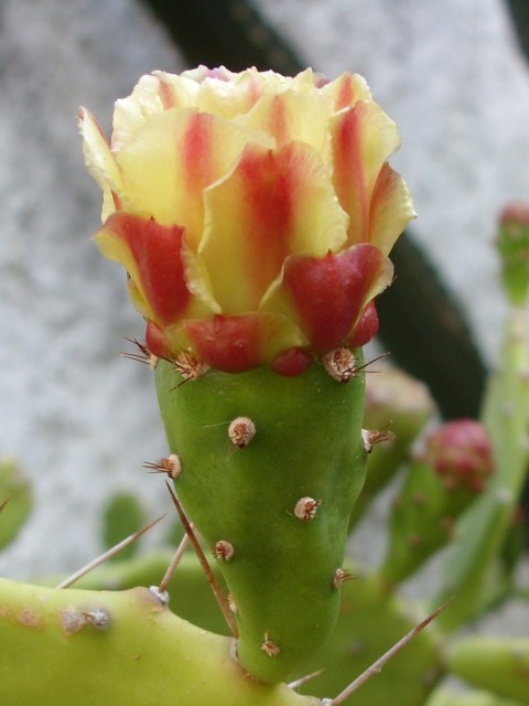 Opuntia monacantha 