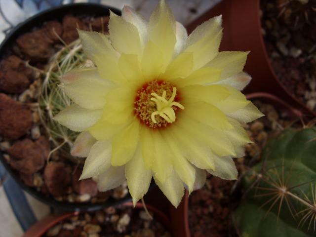 Thelocactus setispinus v. orcuttii 