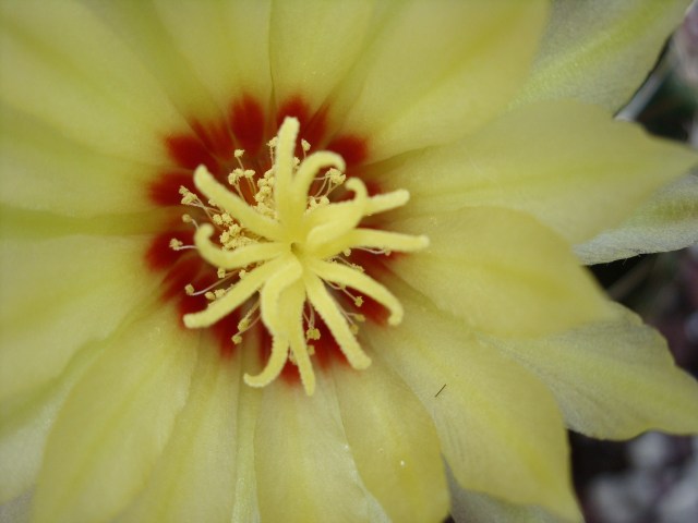 Thelocactus setispinus 