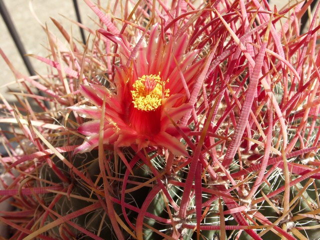 Ferocactus cylindraceus 