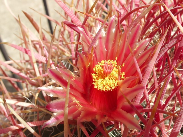 Ferocactus cylindraceus 