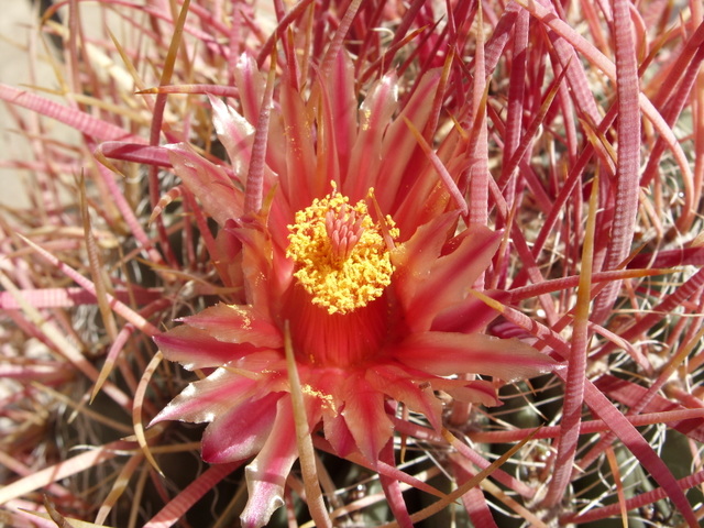 Ferocactus cylindraceus 