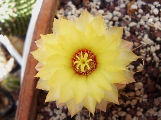 Thelocactus setispinus v. orcuttii 