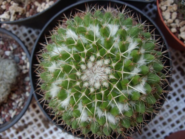 mammi 1 a  