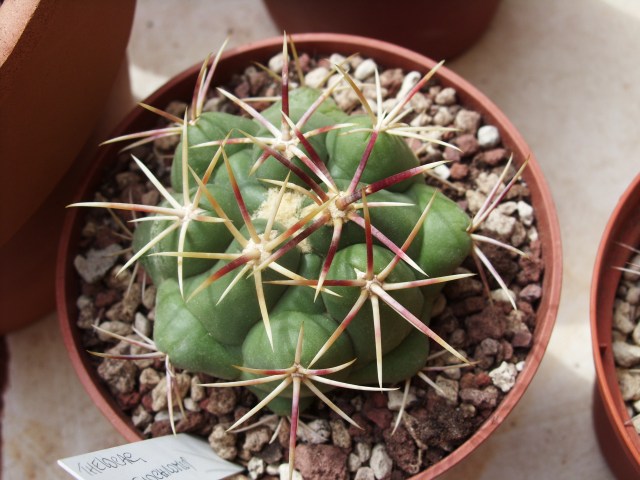 Thelocactus heterochromus 