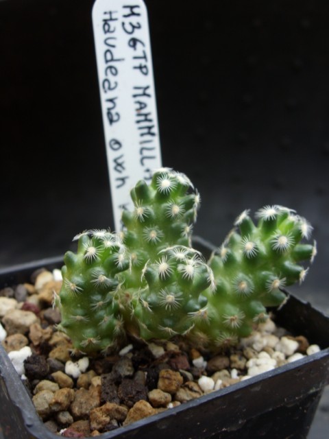 Mammillaria haudeana 