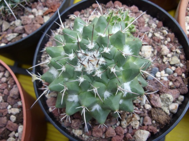 mammi 3a  