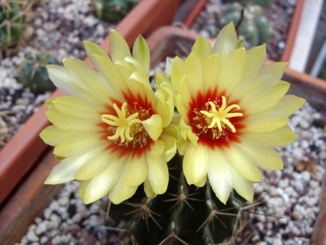 Thelocactus setispinus 