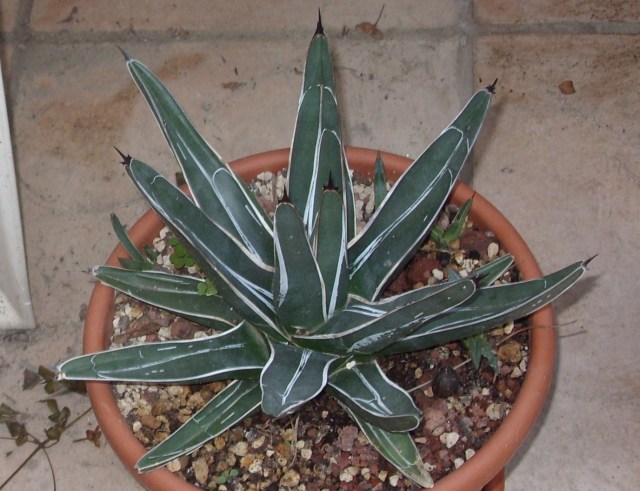 Agave ferdinandi-regis 