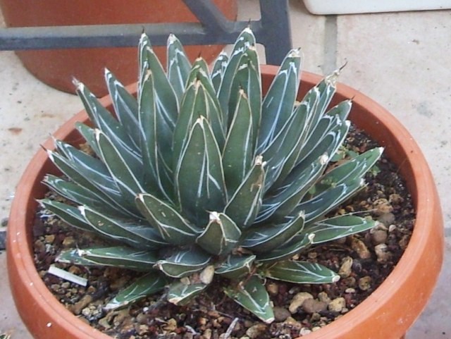 Agave victoriae-reginae 