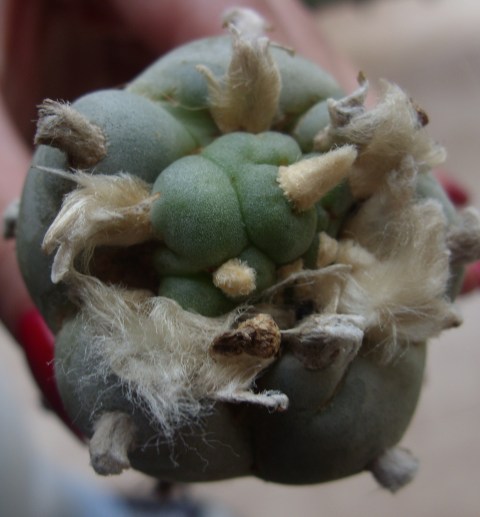 Lophophora williamsii 