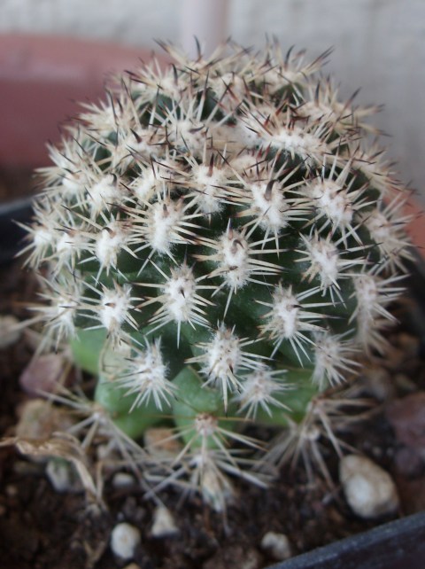 Mammillaria cv. blando 