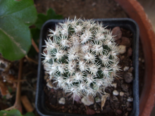 Mammillaria cv. Blando 