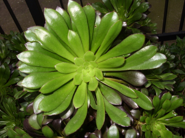 Aeonium arboreum v. atropurpureum 