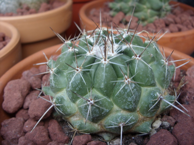 Thelocactus saussieri 