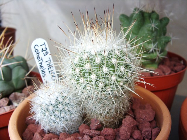 Thelocactus conothelos v. argenteus 