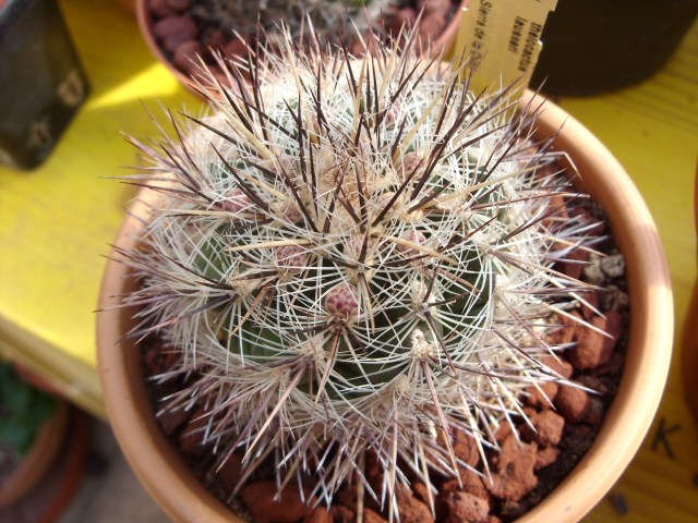 Thelocactus lausseri 