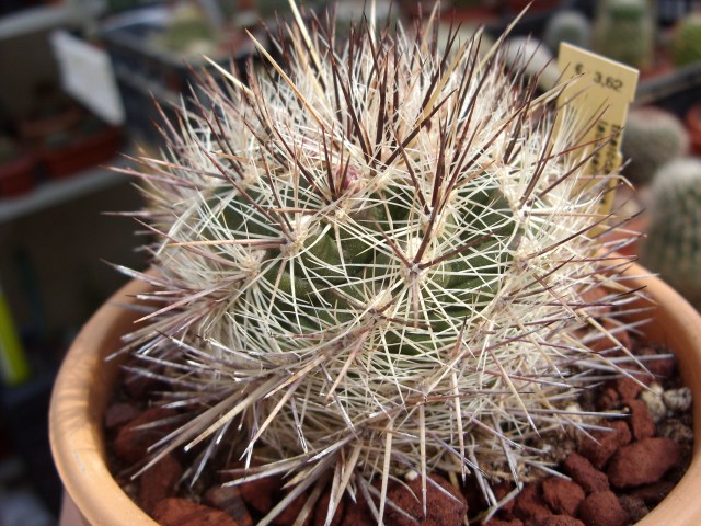 Thelocactus lausseri 