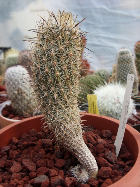 Thelocactus hastifer 