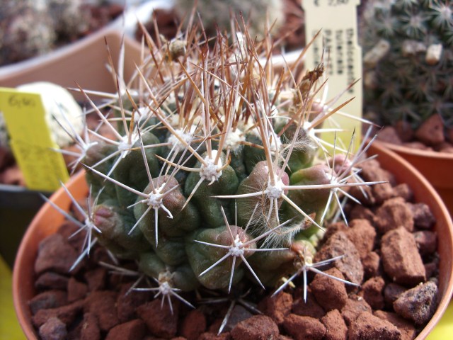 Thelocactus tulensis PAN 177