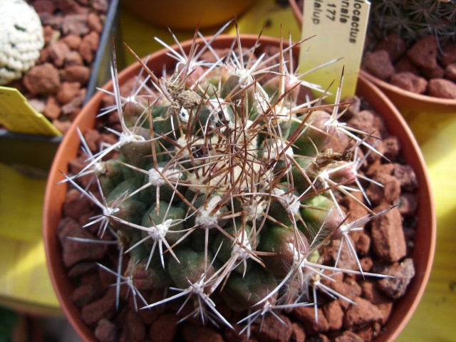 Thelocactus tulensis PAN 177