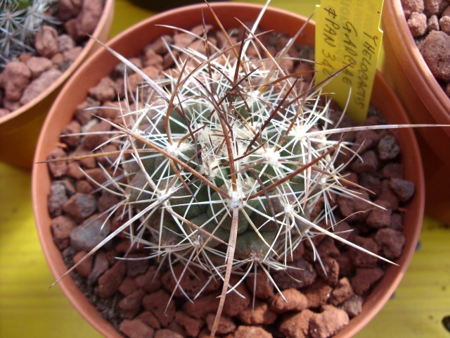 Thelocactus garciae 