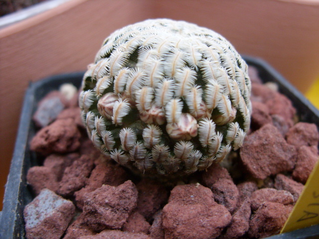 Mammillaria pectinifera 