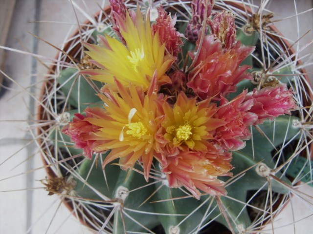 Ferocactus echidne v. rhodanthus 