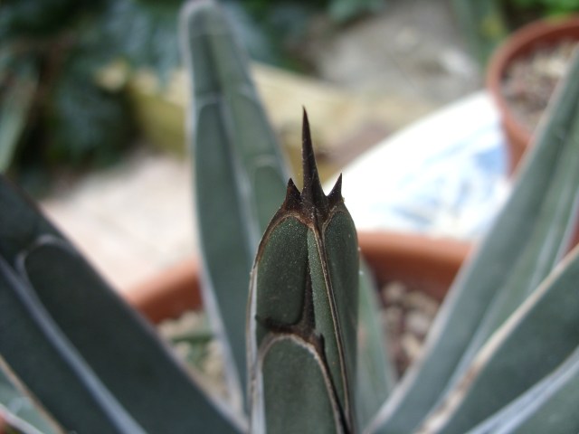 Agave ferdinandi-regis 