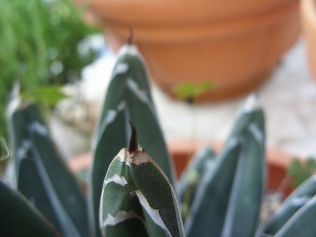 agave victoriae-reginae 