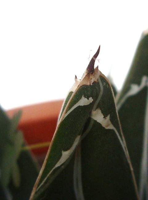 Agave victoriae-reginae 