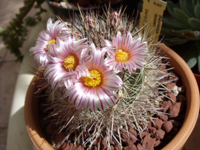 Thelocactus lausseri 