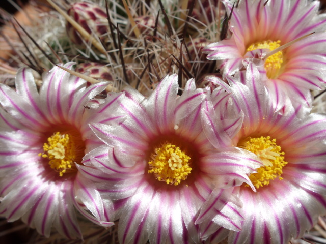 Thelocactus lausseri 