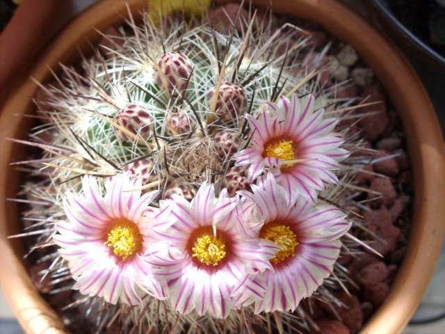 Thelocactus lausseri 