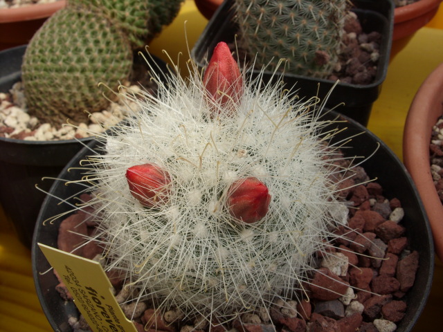 Mammillaria senilis 