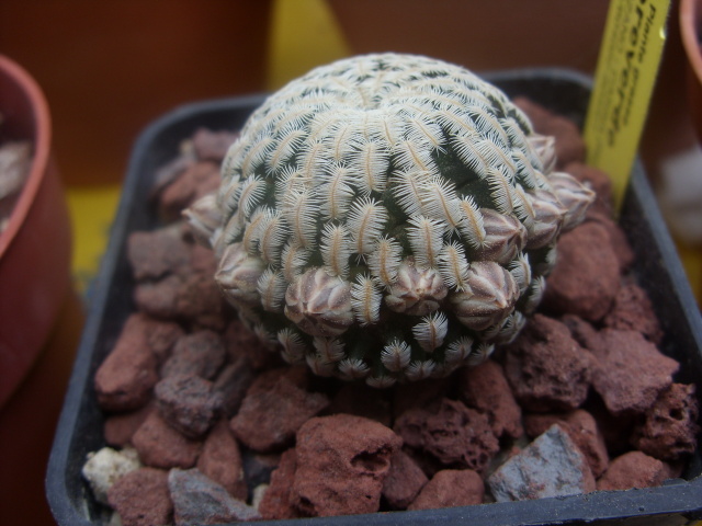 Mammillaria pectinifera 