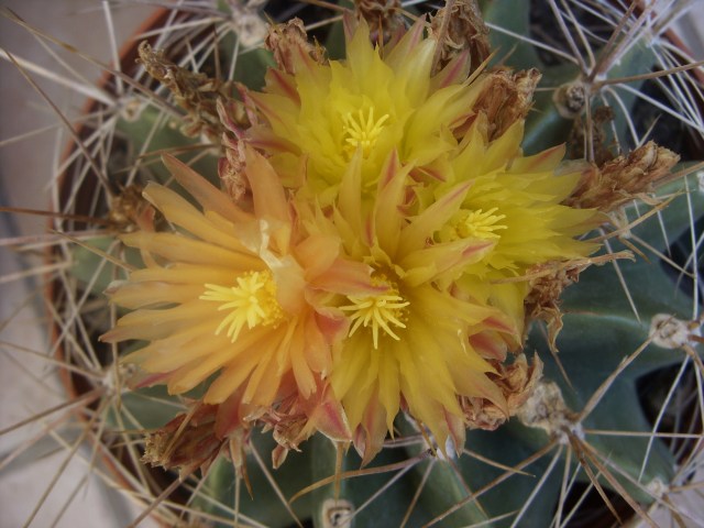 Ferocactus echidne v. rhodanthus 